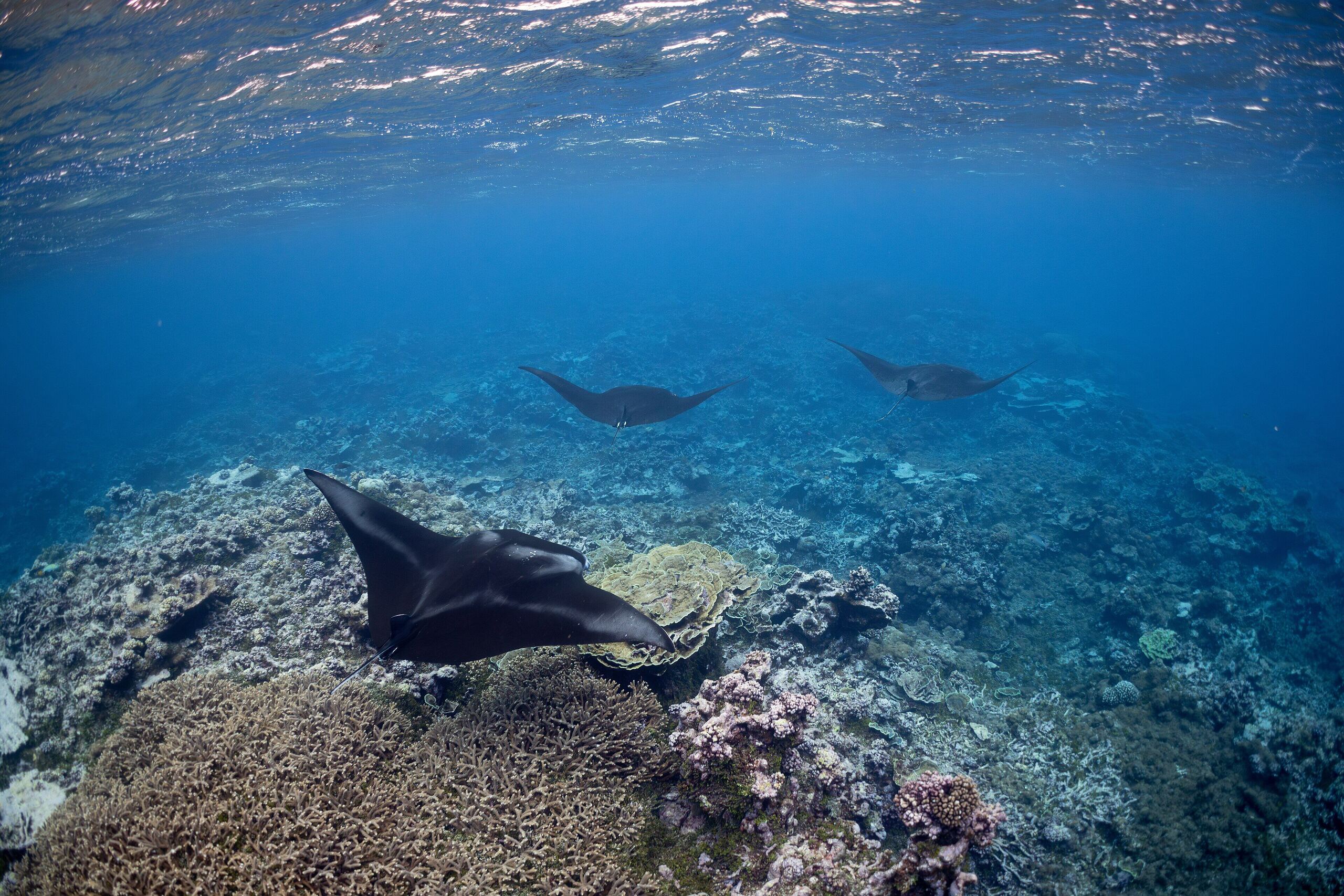 Manta rays gliding over a coral reef